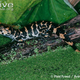Illustration for article titled Sunday Crocodilian - Alligator sinensis Edition
